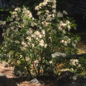 Rhododendron occidentale