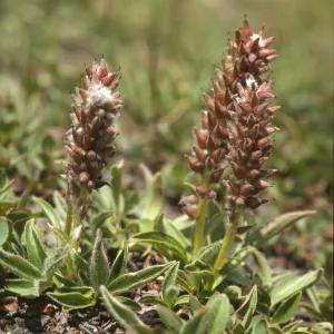 Salix arctica var. petraea