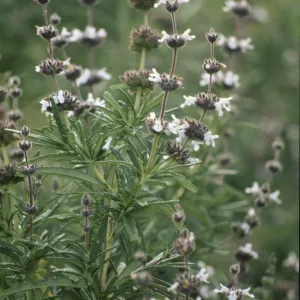 Salvia brandegeei