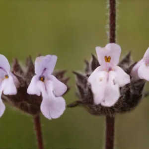 Salvia brandegeei