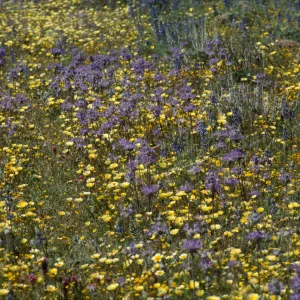 Salvia carduacea (Thistle sage)