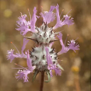 Salvia carduacea (Thistle Sage)