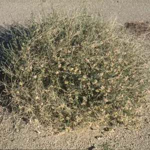 Sarcostemma