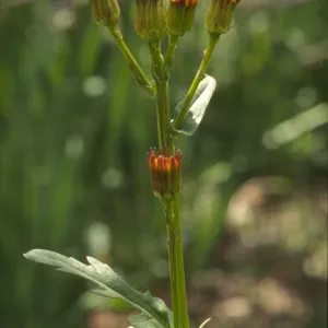 Senecio pauciflorus