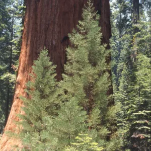 Sequoiadendron