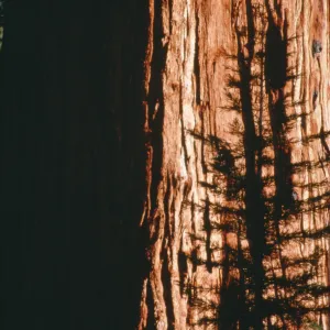Sequoiadendron
