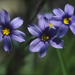 Sisyrinchium bellum