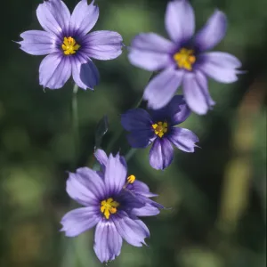 Sisyrinchium bellum