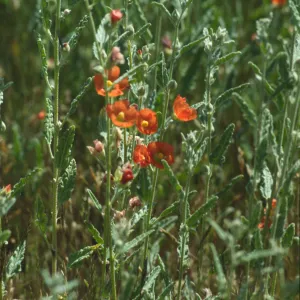Sphaeralcea angustifolia