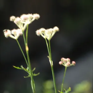 Sphenosciadium