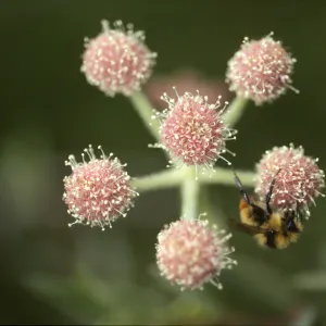 Sphenosciadium