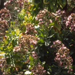 Stephanomeria blairii