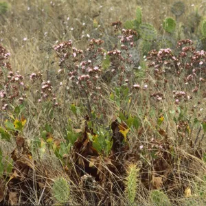 Stephanomeria blairii