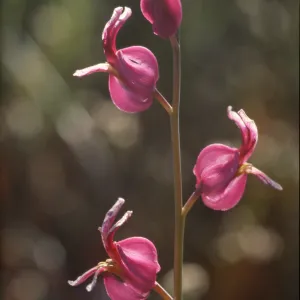 Streptanthus albidus ssp. Peramoenus
