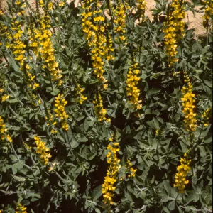 Thermopsis macrophylla