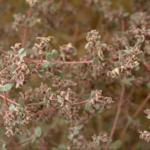 Tidestromia oblongifolia