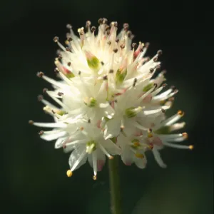 Tofieldia occidentalis