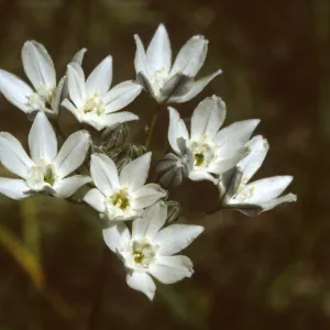 Triteleia hyacinthina