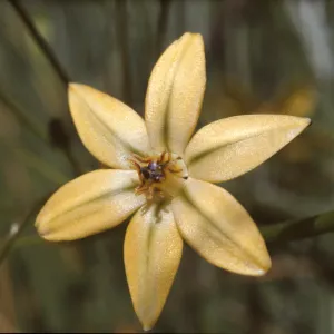 Triteleia ixioides ssp. ixioides