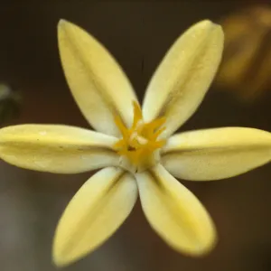 Triteleia ixioides ssp. Ixioides