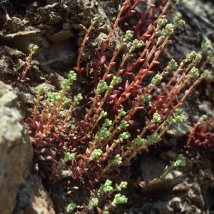 Dudleya parva