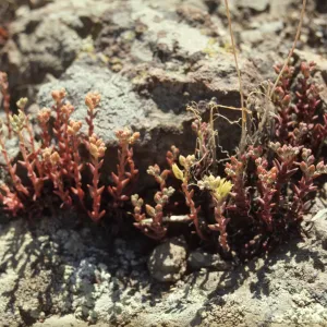 Dudleya parva