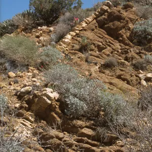 spinal column