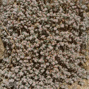 Euphorbia