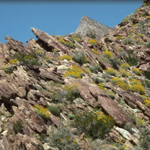 Anza Borrego Palm Canyon
