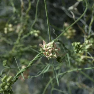 Anza-Borrego, Nude Wash, Viny Asclepias