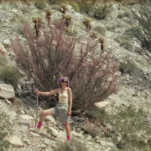 Anza-Borrego, Bursera
