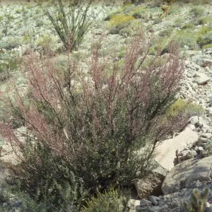Anza-Borrego Bursera