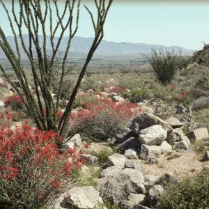 Anza-Borrego Fouquieria and Bursera