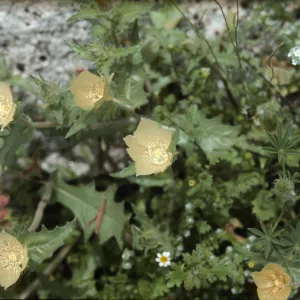 Mentzelia?