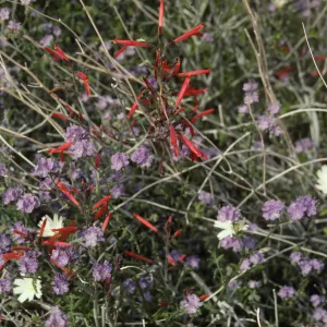 Wildflowers