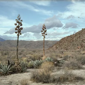 Agaves desertii in Pinyon/Nolina Wash