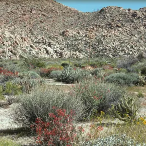 Desert Floor