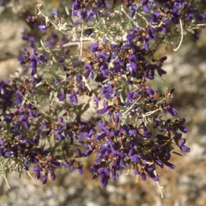 Psorothamnus