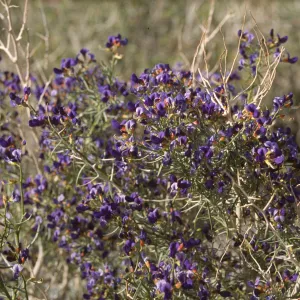 Psorothamnus