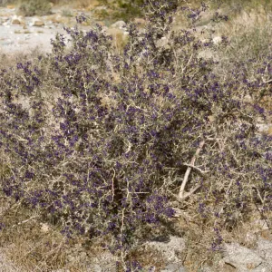 Psorothamnus
