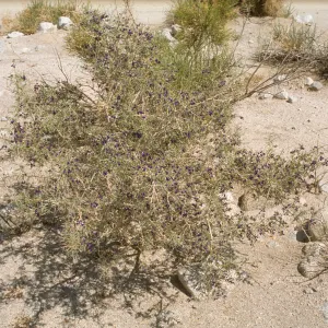 Psorothamnus