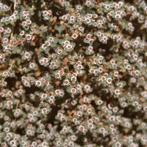 Euphorbia