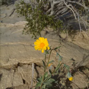 Geraea