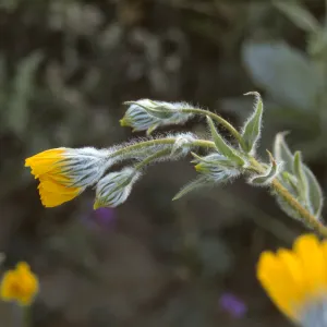 Geraea