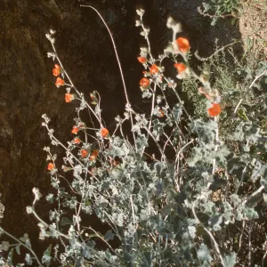 Sphaeralcea ambigua