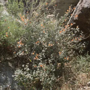 Sphaeralcea ambigua