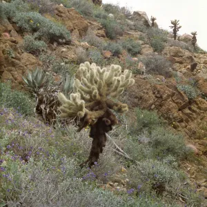 Opuntia bigelovii