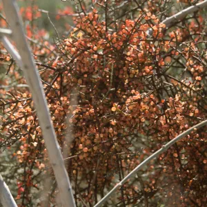 Mistletoe