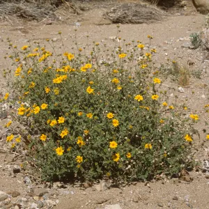 Encelia