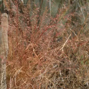 Grass